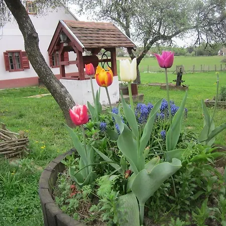 Multidezo Porta - Nepi Muemlek Hazak Az Orsegben *